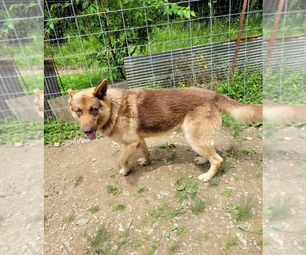 Medium Photo #1 German Shepherd Dog Puppy For Sale in SCOTTSVILLE, KY, USA