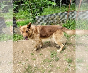 Father of the German Shepherd Dog puppies born on 07/09/2025