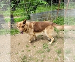 Small Photo #1 German Shepherd Dog Puppy For Sale in SCOTTSVILLE, KY, USA