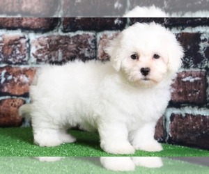 Zuchon Puppy for sale in BEL AIR, MD, USA