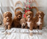 Small Photo #2 Bichpoo Puppy For Sale in DORNSIFE, PA, USA