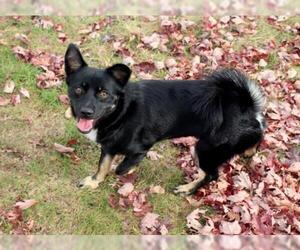 Chihuahua-Shiba Inu Mix Dogs for adoption in Fort Wayne, IN, USA