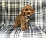 Small Cavapoo