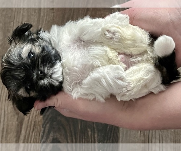 Full screen Photo #3 Mal-Shi Puppy For Sale in AMARILLO, TX, USA