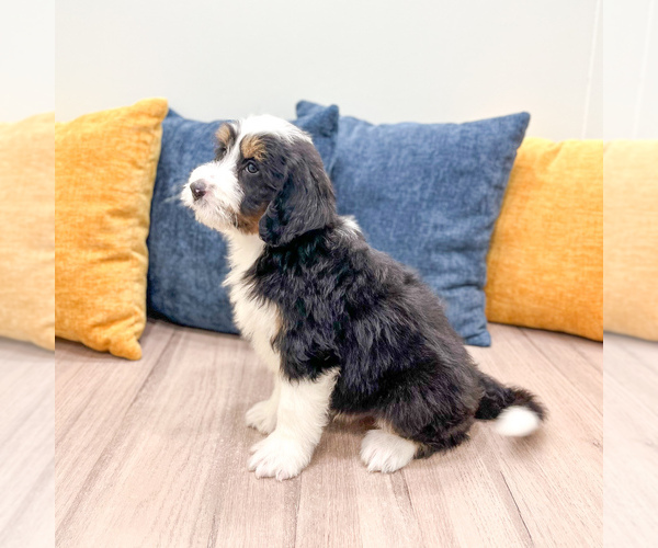 Medium Photo #3 Bernedoodle (Miniature) Puppy For Sale in DUNDEE, OH, USA