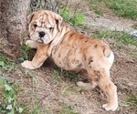 Small Photo #1 Bulldog Puppy For Sale in GREEN FOREST, AR, USA
