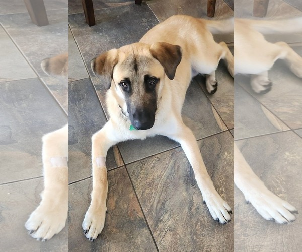 Medium Photo #2 Anatolian Shepherd Puppy For Sale in Pompano Beach , FL, USA