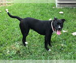 Small #45 American Staffordshire Terrier Mix