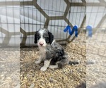 Small #4 Aussiedoodle-Poodle (Miniature) Mix