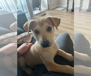 Siberian Husky-Unknown Mix Dogs for adoption in Dana Point, CA, USA