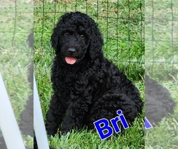 Medium Photo #1 Goldendoodle Puppy For Sale in KANSAS CITY, MO, USA