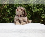Small #21 ShihPoo