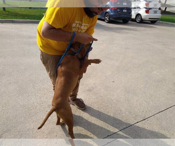 Medium Photo #15 Bulldog Puppy For Sale in Orange Grove, TX, USA
