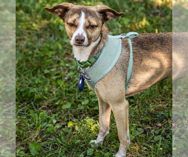 Medium Photo #4 Rat-Cha Puppy For Sale in Atlanta, GA, USA