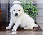 Small #1 English Cream Golden Retriever