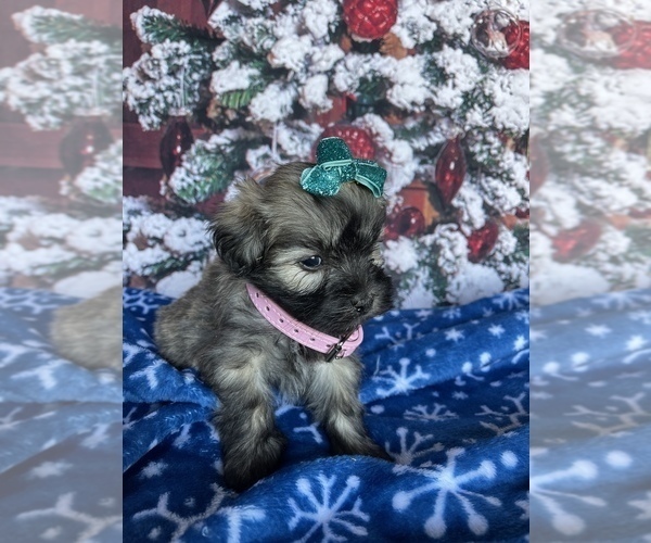 Medium Photo #4 Havanese Puppy For Sale in LANCASTER, PA, USA