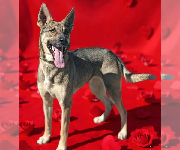 Medium Photo #1 German Shepherd Dog Puppy For Sale in Talladega, AL, USA