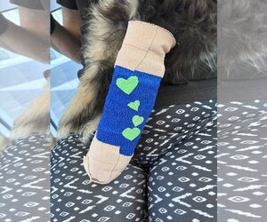 Wickham - Male Bernese Mountain Dog-Poodle (Miniature) Mix Dog for Adoption - Photo #8
