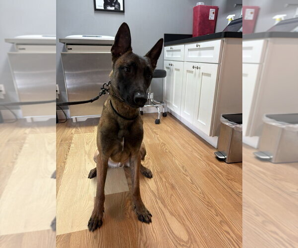 Medium Photo #3 Mutt Puppy For Sale in Imlay City, MI, USA