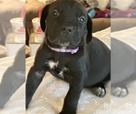 Small Photo #8 Cane Corso Puppy For Sale in ANDERSON, IN, USA