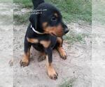 Small Photo #1 Doberman Pinscher Puppy For Sale in GOLDSBORO, NC, USA