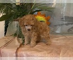 Small Photo #8 Poodle (Toy) Puppy For Sale in WINSTON SALEM, NC, USA