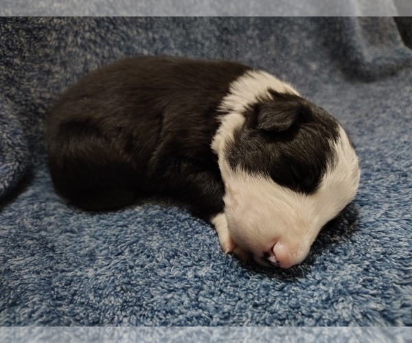 Medium Photo #167 Border Collie Puppy For Sale in NORBORNE, MO, USA