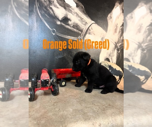 Medium Photo #10 Belgian Malinois Puppy For Sale in MENASHA, WI, USA