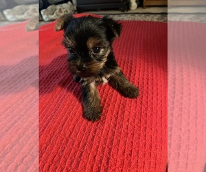 Yorkshire Terrier Puppy for sale in AUSTELL, GA, USA