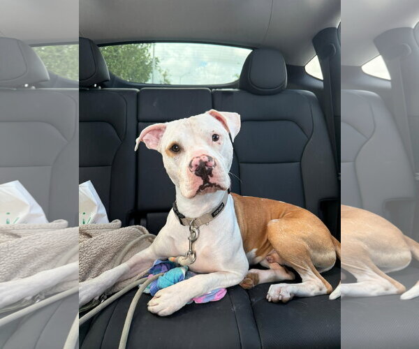Medium Photo #1 Bulldog-Unknown Mix Puppy For Sale in Miami, FL, USA