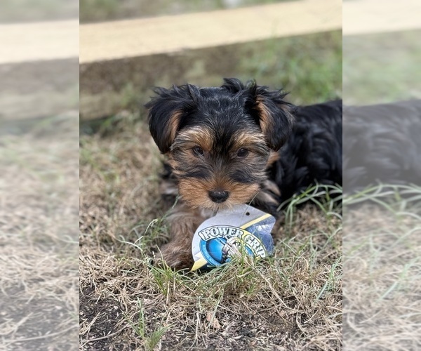 Medium Photo #4 Yorkshire Terrier Puppy For Sale in ARLINGTON, TN, USA
