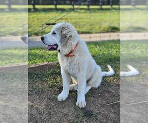 Great Pyrenees Puppy for sale in FLOYD, VA, USA