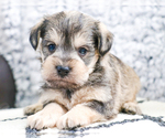 Small Photo #42 Schnauzer (Miniature) Puppy For Sale in SYRACUSE, IN, USA