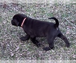 Small Photo #4 Labrador Retriever Puppy For Sale in VINEMONT, AL, USA