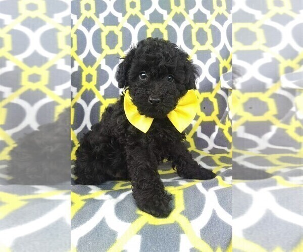 Medium Photo #3 Poodle (Miniature) Puppy For Sale in LANCASTER, PA, USA
