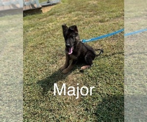 German Shepherd Dog Puppy for Sale in NATHALIE, Virginia USA