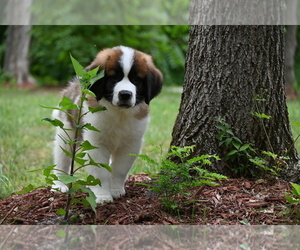 Saint Bernard Puppy for sale in AVALON, MO, USA