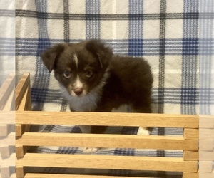 Miniature Australian Shepherd Puppy for sale in FORT MORGAN, CO, USA