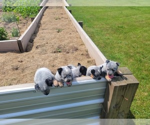 Australian Cattle Dog Puppy for sale in SHIPSHEWANA, IN, USA