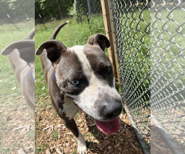 Medium Photo #3 American Pit Bull Terrier Puppy For Sale in Rustburg, VA, USA