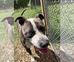 Small #2 American Pit Bull Terrier
