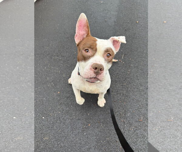 Medium Photo #1 American Pit Bull Terrier Puppy For Sale in Alexandria, VA, USA