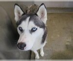 Small Photo #1 Siberian Husky Puppy For Sale in Orange, CA, USA