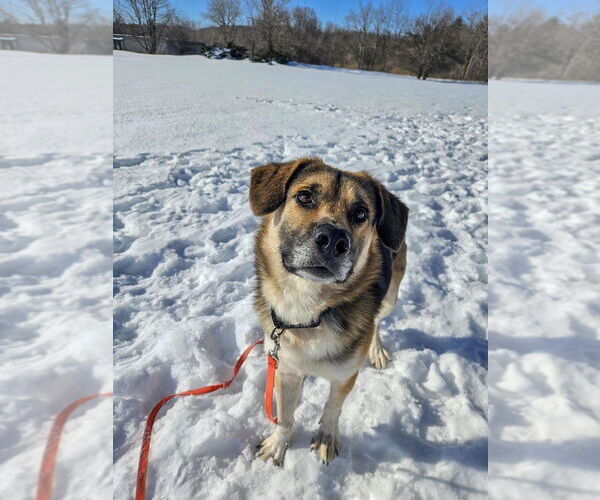 Medium Photo #18 Gerberian Shepsky Puppy For Sale in Gloversville, NY, USA