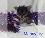 Small #2 Yorkshire Terrier