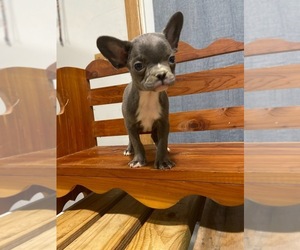 French Bulldog Puppy for sale in MCMINNVILLE, TN, USA