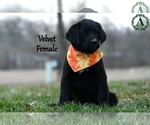 Puppy Velvet Bernese Mountain Dog-Labrador Retriever Mix
