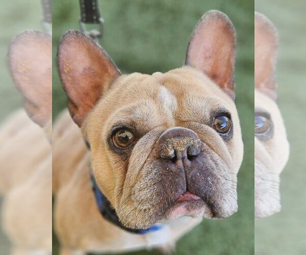 Medium Photo #1 French Bulldog-Unknown Mix Puppy For Sale in Lake Forest, CA, USA