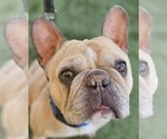 Small French Bulldog Mix