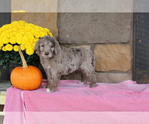 Newfypoo Puppy for sale in DALTON, OH, USA
